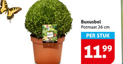  4 26 buxus buxusbol potmaat cm stuk 