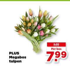  tulpen bos 