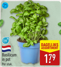 klik op dit plaatje voor een vergroting en voor vergelijkbare aanbiedingen gerelateerd aan
kruidenplanten planet proof basilicum pot stuk dagelijks assortiment kruidenplanten planet proof basilicum pot stuk dagelijks assortiment