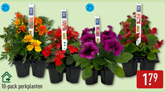 klik op dit plaatje voor een vergroting en voor vergelijkbare aanbiedingen gerelateerd aan
perkplanten 10 pack perkplanten 10 pack