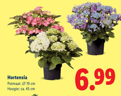  19 45 hortensia potmaat cm hoogte ca. 