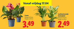  kamerplanten 12 19 28 40 vrijdag canna potmaat hoogte ca. cm luchtzuiverende kamerplant 