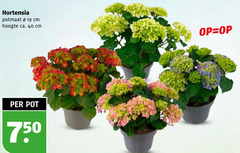  19 40 750 hortensia potmaat cm hoogte ca. pot 
