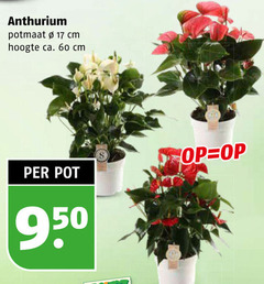 klik op dit plaatje voor een vergroting en voor vergelijkbare aanbiedingen gerelateerd aan
17 60 950 anthurium potmaat cm hoogte ca. pot 17 60 950 anthurium potmaat cm hoogte ca. pot