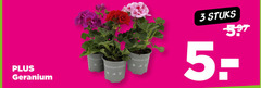  geranium 3 zona 8x stuks 