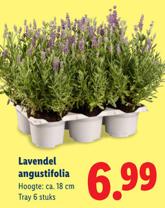  lavendel 6 18 angustifolia hoogte ca. cm tray stuks 