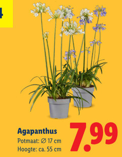  tuinplanten 17 55 agapanthus potmaat cm hoogte ca. 