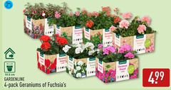  fuchsia geranium 4 cm gardening staand stuks hangend gardenline pack geraniums garde 99 