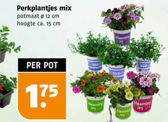 perkplanten 12 15 perkplantjes mix potmaat cm hoogte ca. pot joy jay 