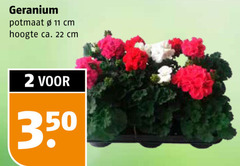  geranium 2 11 22 350 potmaat cm hoogte ca. 