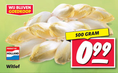  witlof 500 holland 