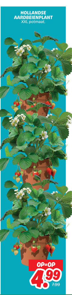  aardbeienplant hollandse xxl potmaat 4 99 