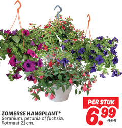  petunia geranium fuchsia zomerse hangplant potmaat cm stuk 