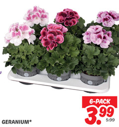  geranium 6 pack 3.99 5.99 