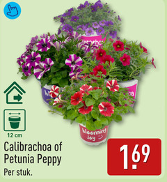 petunia calibrachoa 12 cm peppy stuk 