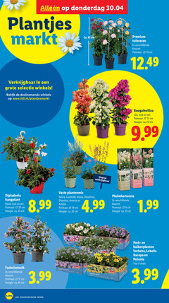  6 9 17 19 20 25 31 45 plantjes markt winkels bekijk www.lidl.nl ca. cm premium tuinrozen kleuren potmaat bougainvillea lila roze wit hoogte dipladenia hangplant rood vaste plantenmix salvia lavendel heuchera dianthus pluimhortensia 3.99 g1 g3 hybride perk balkonplanten verbena bacopa petunia tray stuks 