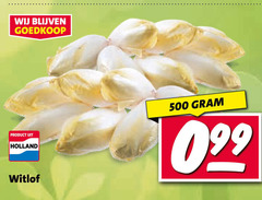  witlof 500 holland 