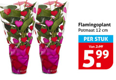  12 flamingoplant potmaat cm stuk 