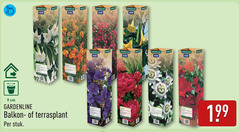  9 10 gardenline cm balkon terrasplant stuk 