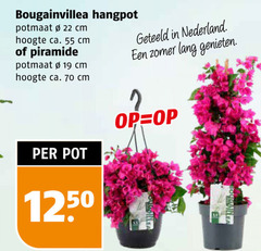  bougainvillea 2 19 22 55 hangpot potmaat cm hoogte ca. piramide pot geteeld nederland zomer lang genieten 