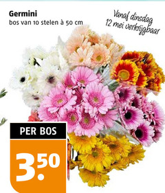  10 12 50 350 germini bos stelen cm 