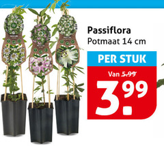  tuinplanten 14 passiflora potmaat cm stuk 5.99 