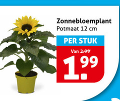  tuinplanten 12 potmaat cm stuk 