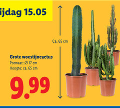  17 65 vrijdag potmaat cm hoogte ca. 