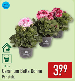  geranium 12 bella dove cm donna stuk 