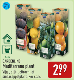 9 10 gardenline garden cm mediterrane plant olijf citroen stuk 