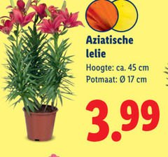  tuinplanten 17 45 aziatische lelie hoogte ca. cm potmaat 3.99 
