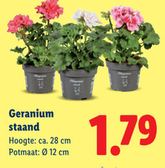  geranium 5 12 28 staand hoogte ca. cm potmaat 
