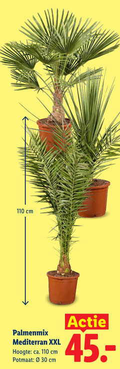  kamerplanten 30 cm palmenmix mediterranee xxl hoogte ca. potmaat 