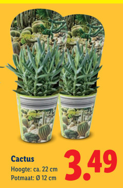 klik op dit plaatje voor een vergroting en voor vergelijkbare aanbiedingen gerelateerd aan
12 22 cactus hoogte ca. cm potmaat 3.49 12 22 cactus hoogte ca. cm potmaat 3.49