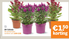 klik op dit plaatje voor een vergroting en voor vergelijkbare aanbiedingen gerelateerd aan
tuinplanten 150 celosia varieeren tuinplanten 150 celosia varieeren