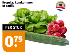  sla radijs komkommer kropsla nederlandse nl bodem stuk 