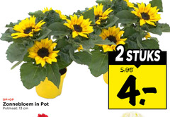  2 13 zonnebloem pot potmaat cm stuks 
