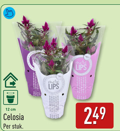  tuinplanten 12 cm celosia stuk lips 
