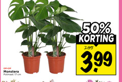  kamerplanten 17 50 3.99 monstera potmaat cm 