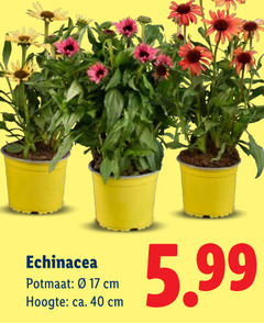  tuinplanten 17 40 echinacea potmaat cm hoogte ca. 5.99 