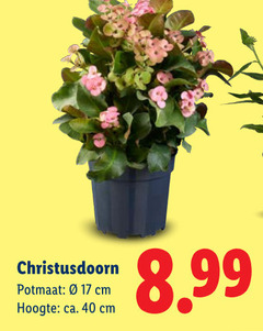  tuinplanten 17 40 cm potmaat hoogte ca. 