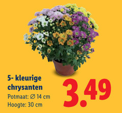  5 14 30 kleurige chrysanten cm potmaat hoogte 