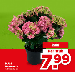 klik op dit plaatje voor een vergroting en voor vergelijkbare aanbiedingen gerelateerd aan
19 hortensia potmaat cm stuk 19 hortensia potmaat cm stuk
