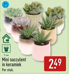  vetplant 7 cm mini keramiek stuk 