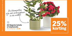  begonia 1 2 25 combinatie bloempotten betulia stephanotis actieprijs 