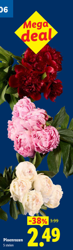  rozen 5 mega deal pioenrozen stelen 3.99 