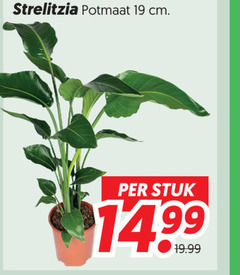  kamerplanten 19 strelitzia potmaat cm stuk 