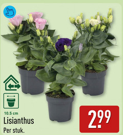  tuinplanten cm lisianthus stuk 