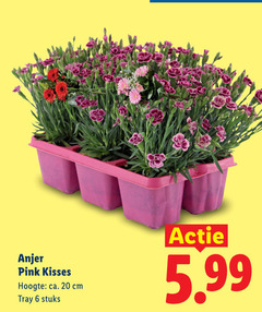  anjerplanten 6 20 anjer pink kisses hoogte ca. cm tray stuks 5.99 