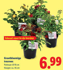  tuinplanten 45 go border you smell good grootbloemige trosroos potmaat cm hoogte ca. 